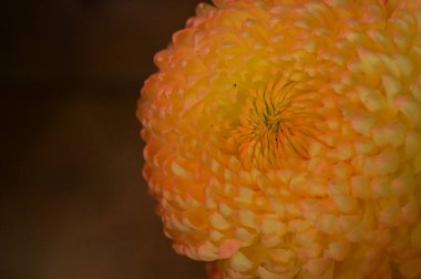 Güzel, parlak çiçeğe yakın