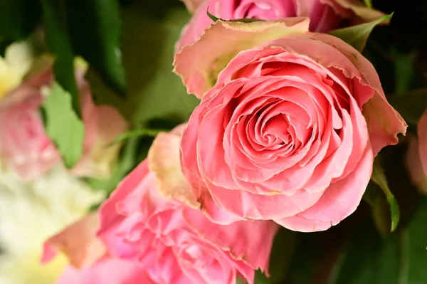 漂亮的粉红玫瑰花束 — 图库照片