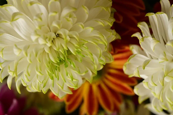 深色背景的美丽的白色菊花和桔子 — 图库照片