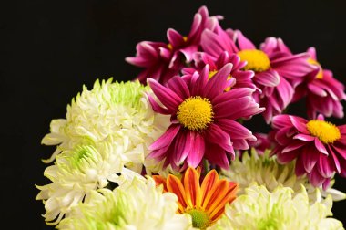 Koyu arkaplanda turuncu ve gerberalı güzel beyaz kasımpatılar.