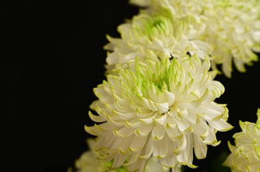 Koyu arkaplanda güzel beyaz kasımpatılar