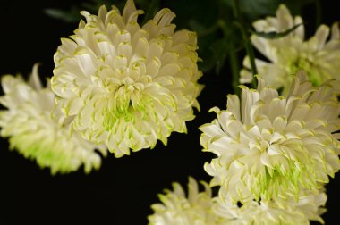 Koyu arkaplanda güzel beyaz kasımpatılar