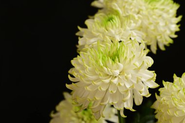 Koyu arkaplanda güzel beyaz kasımpatılar