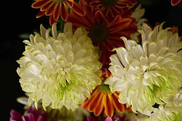 Hermosos Crisantemos Blancos Con Naranja Gerberas Sobre Fondo Oscuro — Foto de Stock