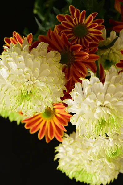 Krásné Bílé Chryzantémy Oranžové Gerber Tmavém Pozadí — Stock fotografie