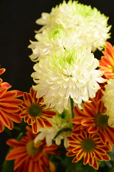 Hermosos Crisantemos Blancos Gerberas Naranjas Sobre Fondo Oscuro — Foto de Stock