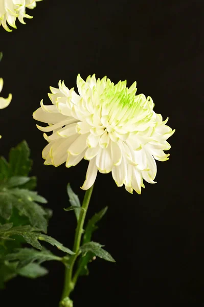 Mooie Witte Chrysanten Donkere Achtergrond — Stockfoto