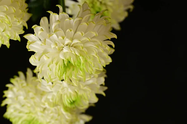 Beaux Chrysanthèmes Blancs Sur Fond Sombre — Photo