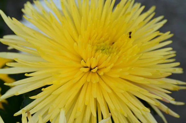 Närbild Vackra Ljusa Blomma — Stockfoto