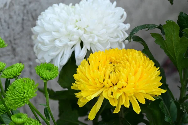 Beaux Chrysanthèmes Blancs Jaunes Verts Poussant Dans Jardin — Photo