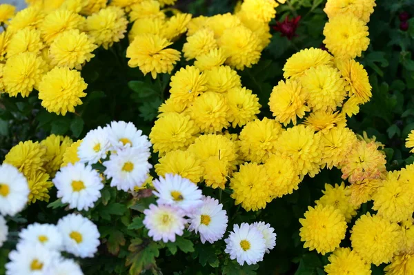 Lindas Flores Brancas Amarelas Crescendo Jardim — Fotografia de Stock