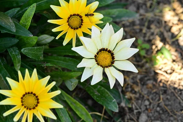 Gyönyörű Fehér Sárga Virágok Nőnek Kertben — Stock Fotó