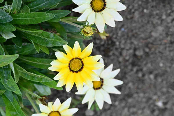 Gorgeous White Yellow Flowers Growing Garden — Stock Photo, Image
