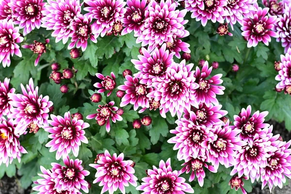 Schöne Rosa Chrysanthemen Aus Nächster Nähe Flora Konzept — Stockfoto