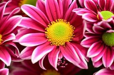 Güzel pembe çiçekler, yakın görüş, yaz konsepti.