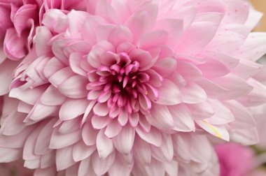 Güzel pembe kasımpatılar yakın çekim, flora konsepti