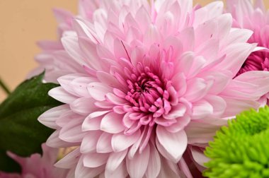 Güzel pembe kasımpatılar yakın çekim, flora konsepti