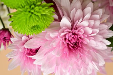 Güzel pembe kasımpatılar yakın çekim, flora konsepti