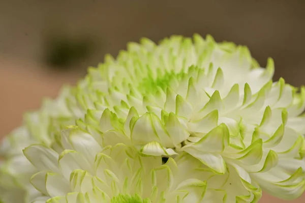 Piękne Zielone Białe Chryzantemy Kwiaty Widok Bliska — Zdjęcie stockowe
