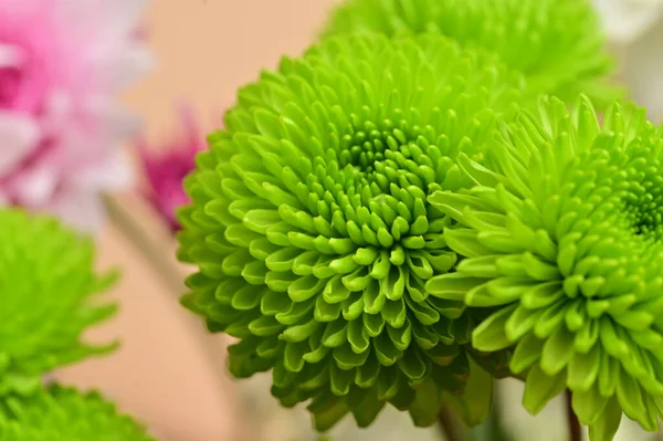 Крупным Планом Красивые Цветы Букете — стоковое фото