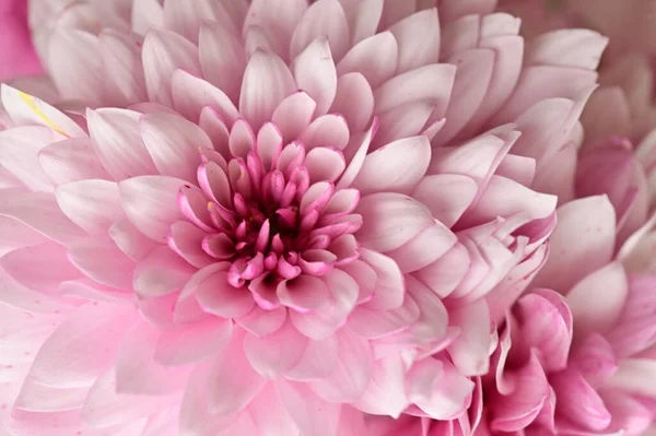 Güzel Pembe Kasımpatılar Yakın Çekim Flora Konsepti — Stok fotoğraf