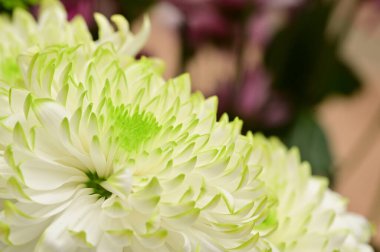 Güzel beyaz kasımpatı çiçekleri, yakın görüş, yaz konsepti