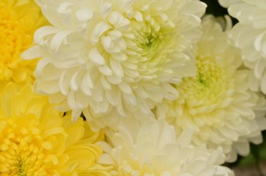 Güzel beyaz ve sarı kasımpatı çiçekleri, yakın görüş, yaz konsepti