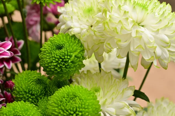 Gros Plan Belles Fleurs Bouquet — Photo