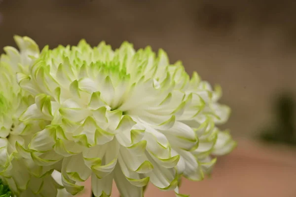Vackra Vita Krysantemum Blommor Närbild Sommar Koncept — Stockfoto