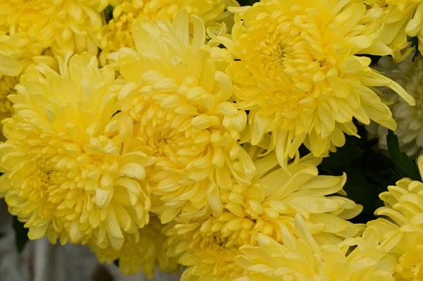 Beautiful Yellow Chrysanthemum Flowers Close View Summer Concept — Stock Photo, Image
