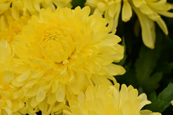 美しい黄色の菊の花を間近で見る夏のコンセプト — ストック写真