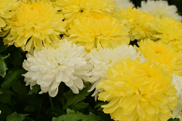 美しい白と黄色の菊の花 クローズアップビュー 夏のコンセプト — ストック写真