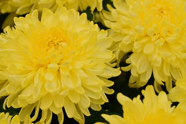 Piękne Żółte Chryzantemy Kwiaty Widok Bliska Koncepcja Latem — Zdjęcie stockowe