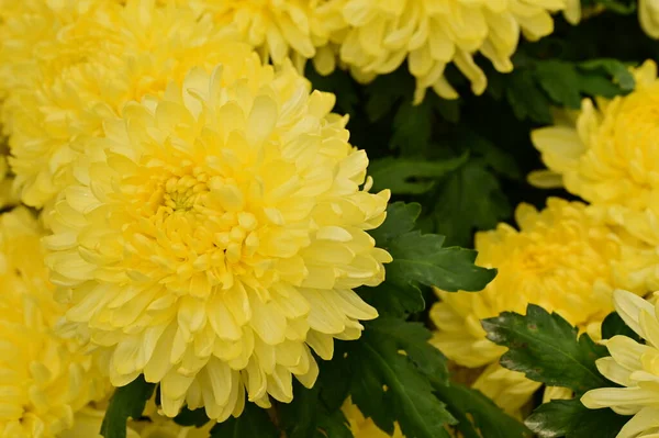 Piękne Żółte Chryzantemy Kwiaty Widok Bliska Koncepcja Latem — Zdjęcie stockowe