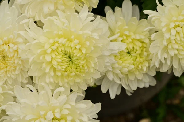Lindas Flores Crisântemo Branco Vista Perto Conceito Verão — Fotografia de Stock