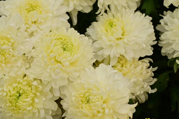 Krásná Bílá Chryzantéma Květiny Zblízka Pohled Letní Koncept — Stock fotografie