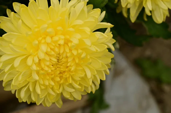 Gyönyörű Sárga Krizantém Virágok Közelről Nyári Koncepció — Stock Fotó