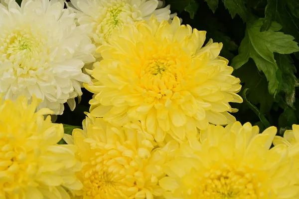 Hermosas Flores Crisantemo Blanco Amarillo Vista Cerca Concepto Verano —  Fotos de Stock