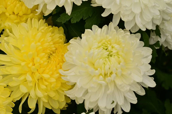 Beautiful White Yellow Chrysanthemum Flowers Close View Summer Concept — Stock Photo, Image