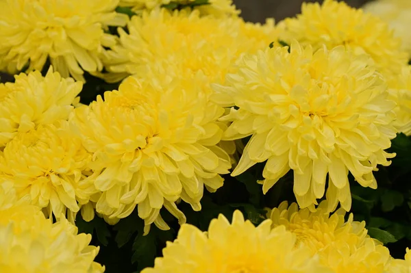Beautiful Yellow Chrysanthemum Flowers Close View Summer Concept — Stock Photo, Image