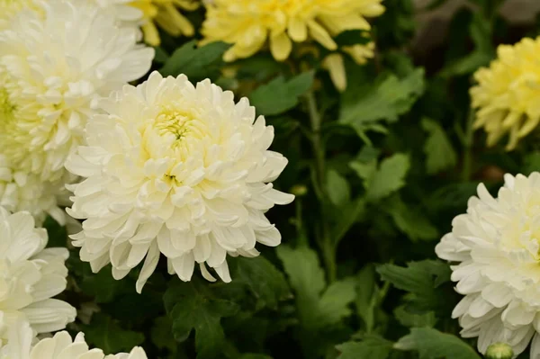 Piękne Białe Żółte Chryzantemy Kwiaty Widok Bliska Koncepcja Latem — Zdjęcie stockowe