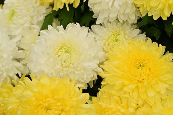 Piękne Białe Żółte Chryzantemy Kwiaty Widok Bliska Koncepcja Latem — Zdjęcie stockowe