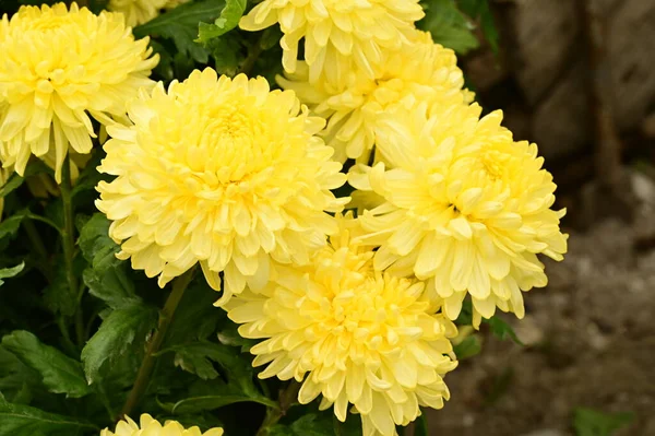 Mooie Gele Chrysant Bloemen Van Dichtbij Bekijken Zomerconcept — Stockfoto