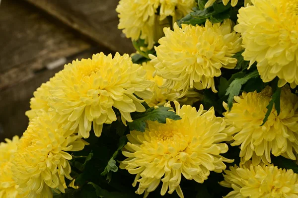 美しい黄色の菊の花を間近で見る夏のコンセプト — ストック写真