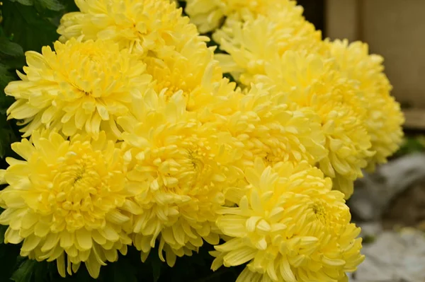 Bellissimi Fiori Crisantemo Giallo Vista Vicino Concetto Estivo — Foto Stock
