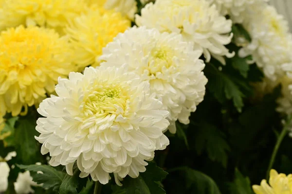 Krásné Bílé Žluté Květy Chryzantémy Zblízka Pohled Letní Koncept — Stock fotografie