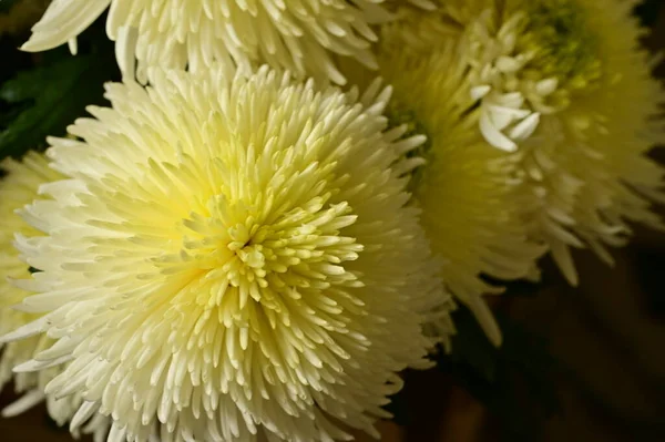 Belles Fleurs Chrysanthème Blanc Jaune Vue Rapprochée Concept Été — Photo