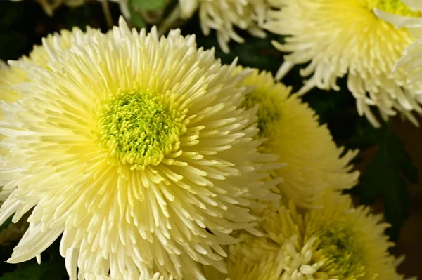 Beautiful White Yellow Chrysanthemum Flowers Close View Summer Concept — Stock Photo, Image