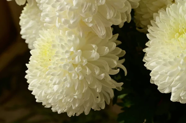 Güzel Beyaz Kasımpatı Çiçekleri Yakın Görüş Yaz Konsepti — Stok fotoğraf