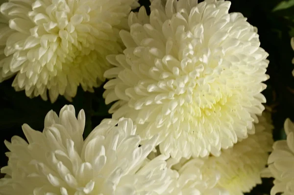 Piękne Białe Chryzantemy Kwiaty Widok Bliska Koncepcja Latem — Zdjęcie stockowe